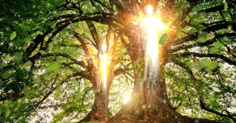 L'arbre de vie dans la Bible