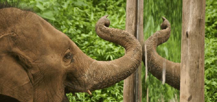 vie conscience et intelligence
