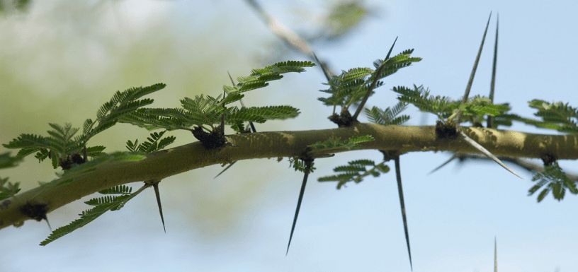 l'acacia m'est connu symbole maçonnique REAA