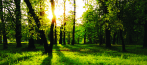symbolisme de la couleur verte