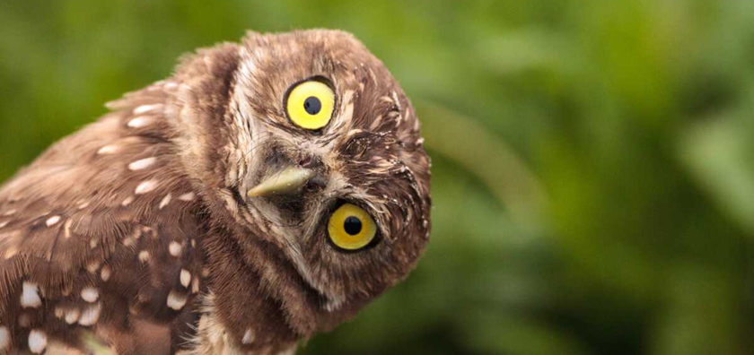 symbolisme du hibou