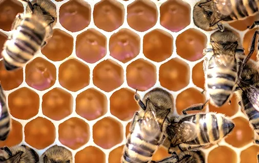forme géométrique naturelle