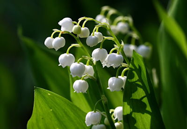 symbolisme muguet
