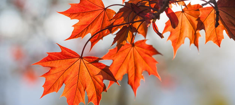 Le symbolisme de l’automne, la « belle saison »