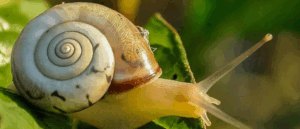 suite de fibonacci et nombre d'or philosophie