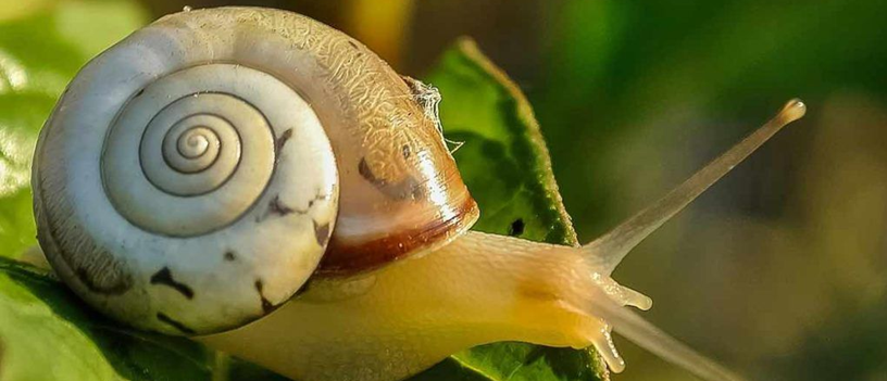suite de fibonacci et nombre d'or philosophie
