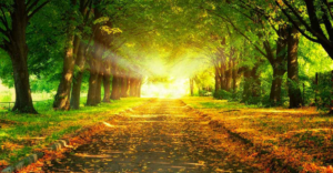 chemin de vie 2